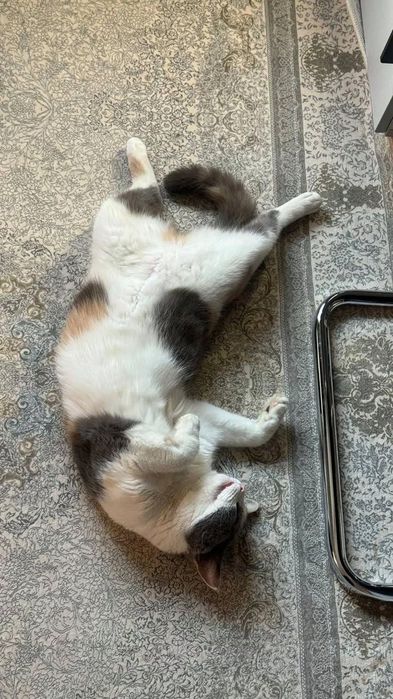 Uy mushugi, calico, turk angorasi