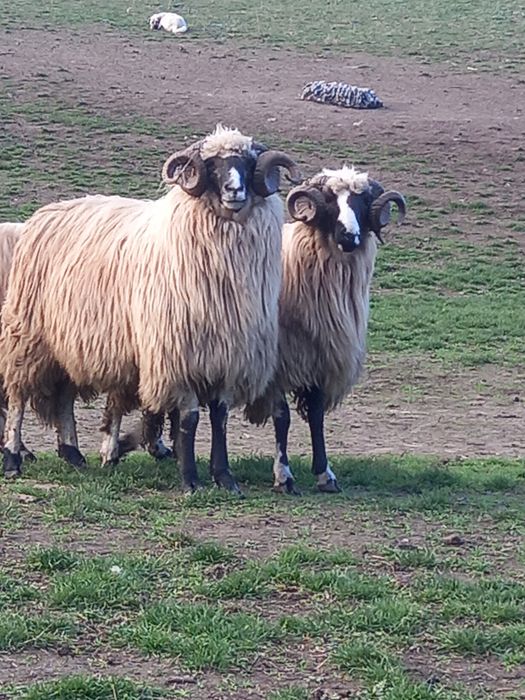 Disponibili 2 strămiori și 1 mior brezi