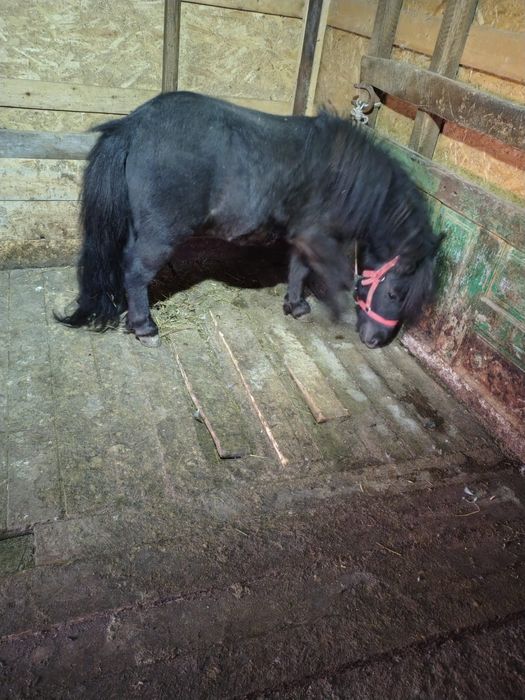 De vânzare ponei 4 ani armăsar, brand, la nr de telefon