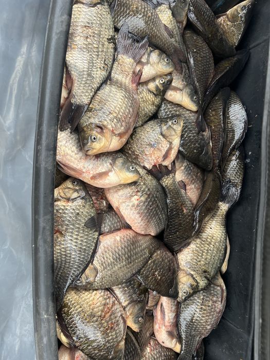 Карась свежий