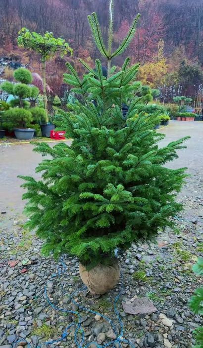 Mesteacan cu coaja albă  Brazii Arginti