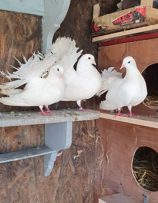 Vand porumbei de frumusete