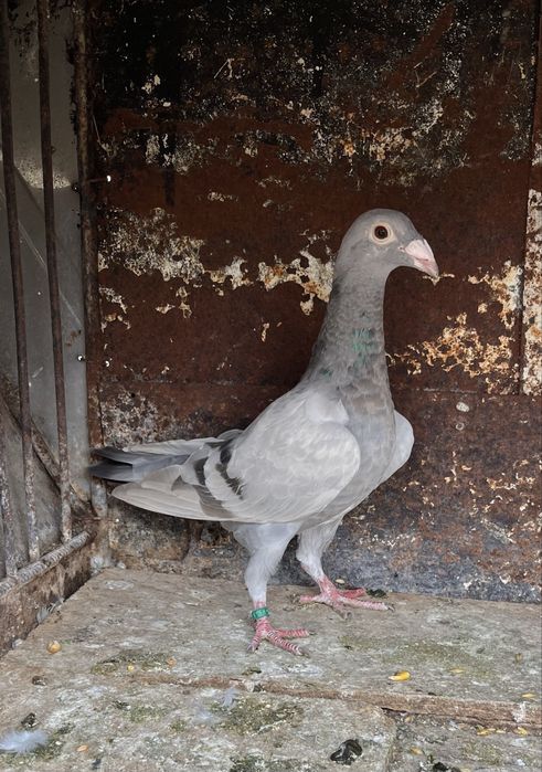 Porumbei voiajori de ornament 2025