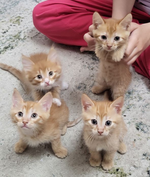 Котята БЕСПЛАТНО в добрые руки (2 мальчика, 1 девочка).