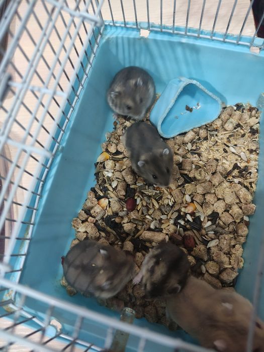 Продам джунгарских хомячков