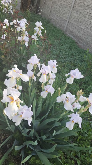 Продажа дома из жженого кирпича