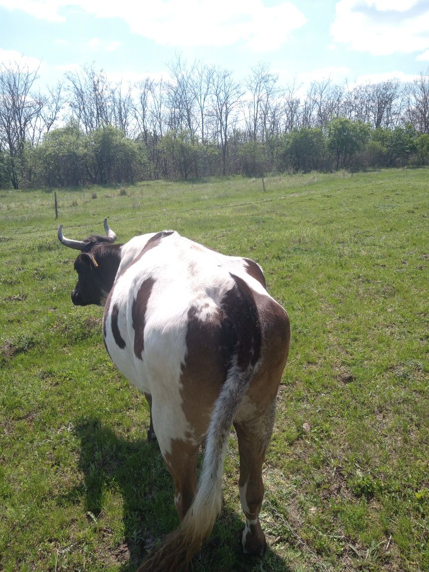 Vaca bălțată de vanzare