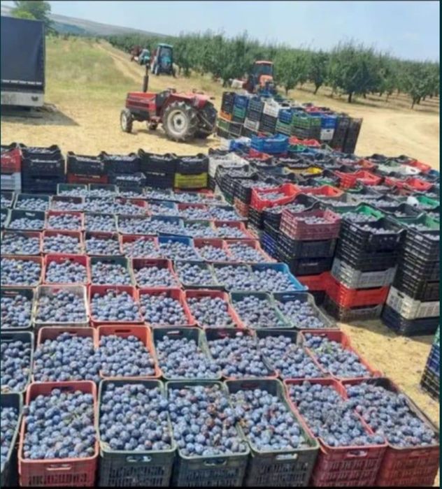 Vand prune pentru tuica 100%coapte