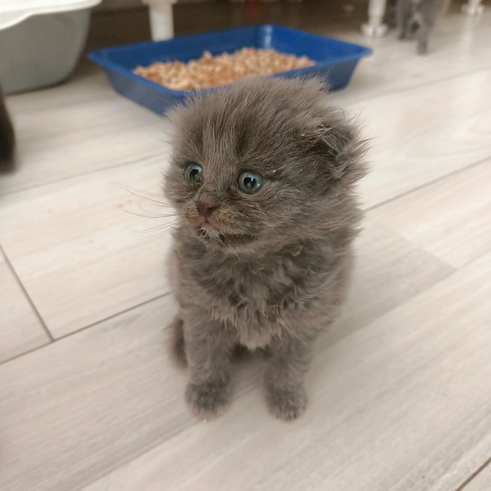 Продам котят Шотландцев 10000