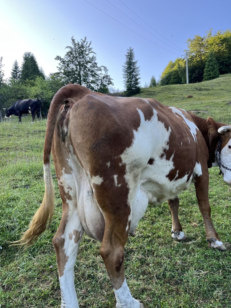 Vacă Bălțată Românească