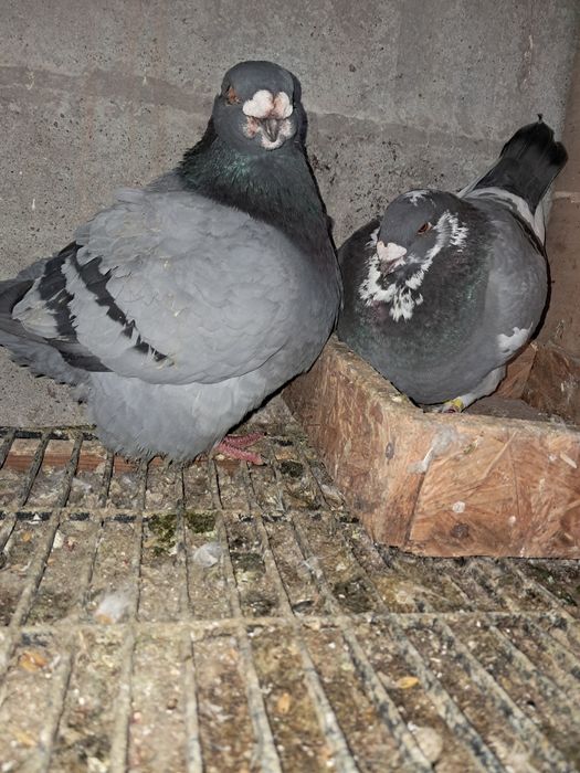 AGH,liberi se dau și la schimb