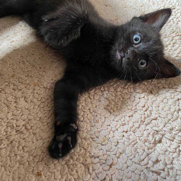 Подарявам домашно мъжко черно коте Ozzy