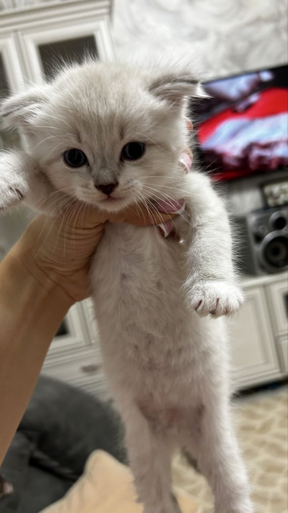 Продается котик