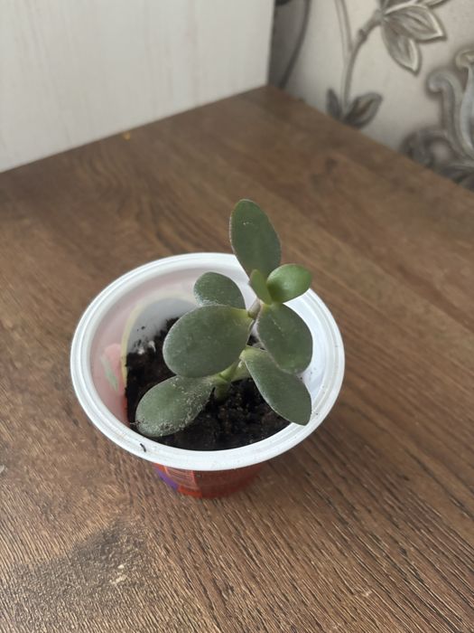 Комнатные цветы недорого