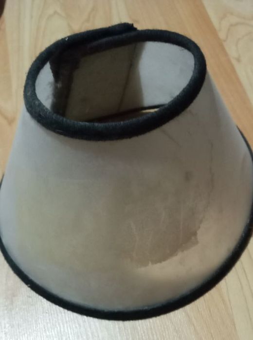 Кошачия когтеточка