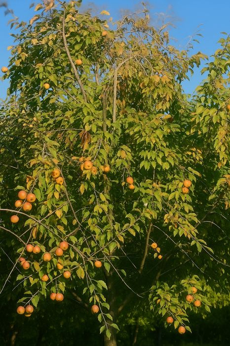 Xurmo sotamiz manzil