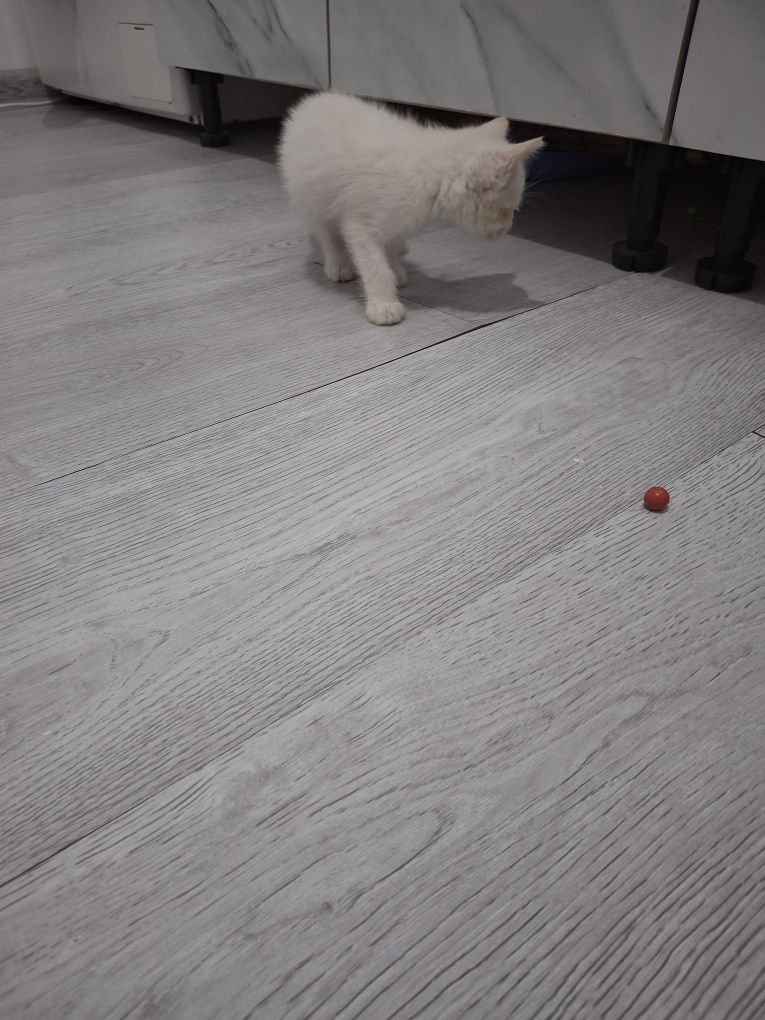 Отдам белого котёнка.
