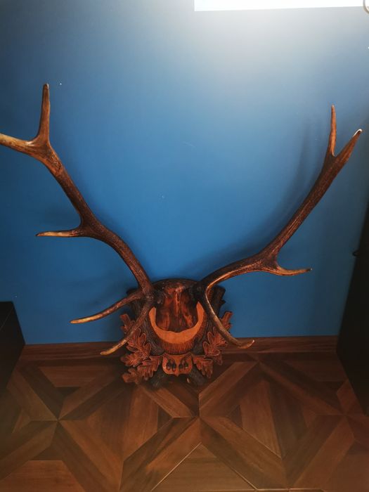 Trofeu Coarne Cerb Carpatin
