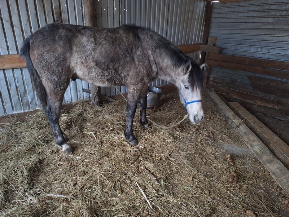 Продам тая с откорма