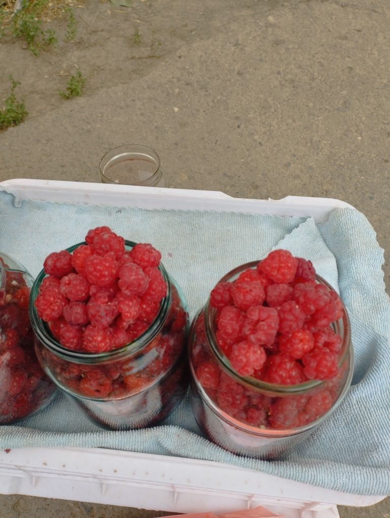 Продается свежесобранная малина