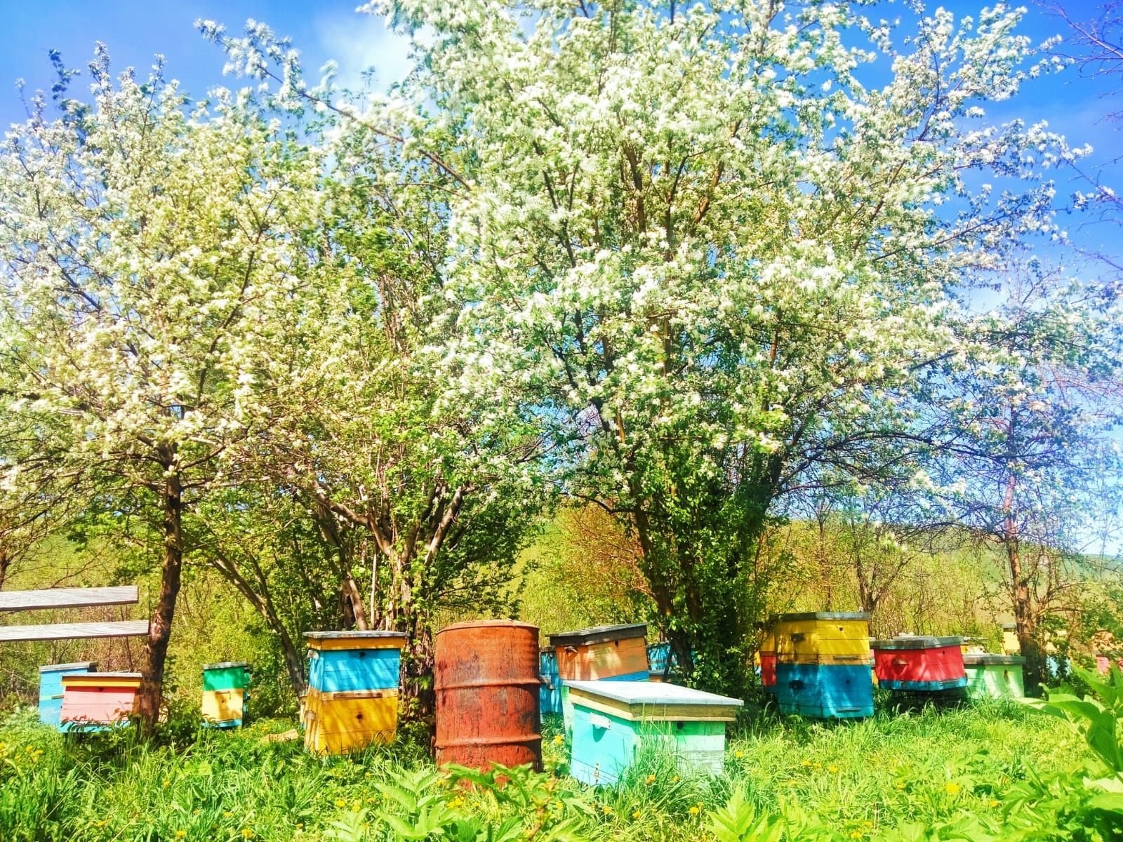 Продам пчело семьи