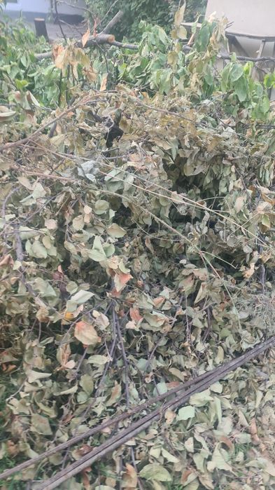 Отдам бревна деревья дрова