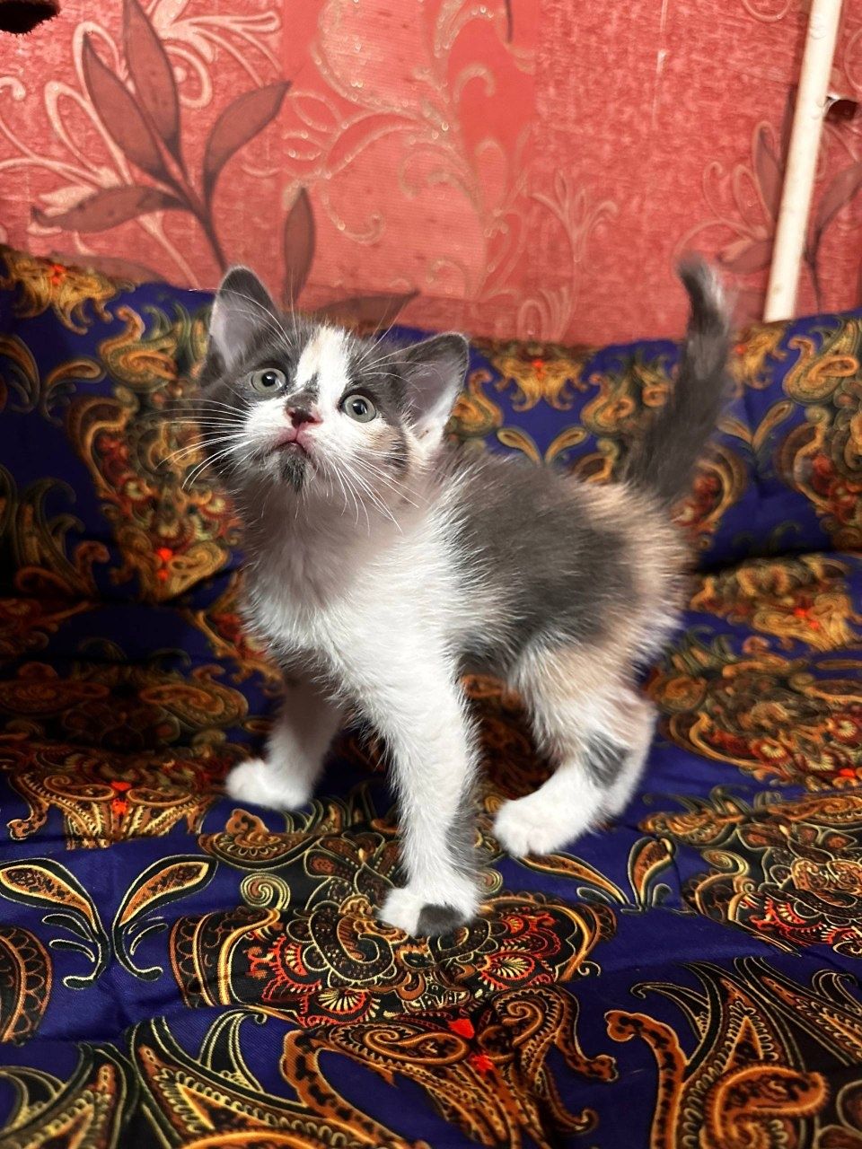 Отдам бесплатно котенка
