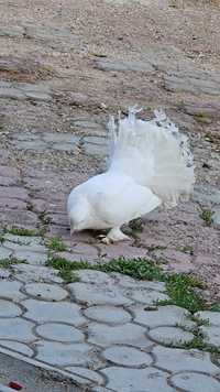 Vând porumbei albi rotați,albi frumoși