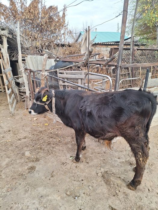 Продам теленок бычок 5 месяц.