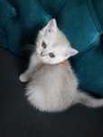 British shorthair din mamica cu pedigree