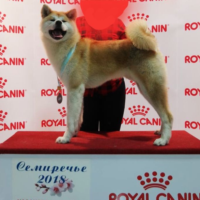 Предлагается для вязки шикарный кобель из РФ