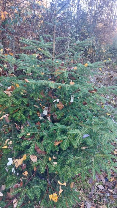 De vânzare Brazi și pomi de craciun