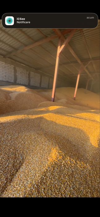 Vand Porumb 2025 Vrac