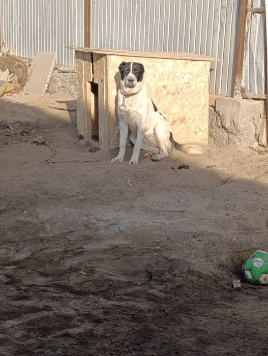 Казакы ит 7 айлык