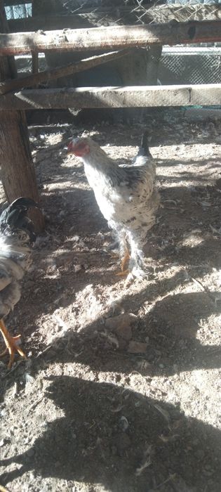 Сатылады қораздар