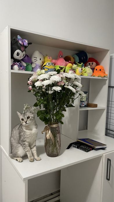 Отдаем кошку в связи переезда