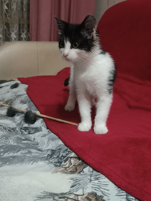 Умный и ласковый котик ищет заботливых хозяев