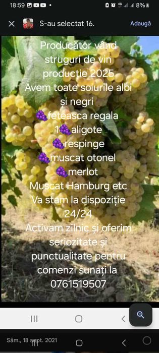 Strugui de vin astazi suntem in zona