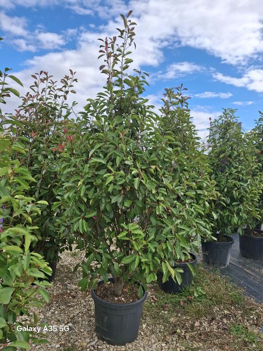 Vând tuia leylandii și plante ornamentale la oferta