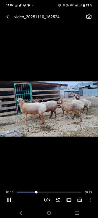 Продаются матки котные. Одна с ягненком