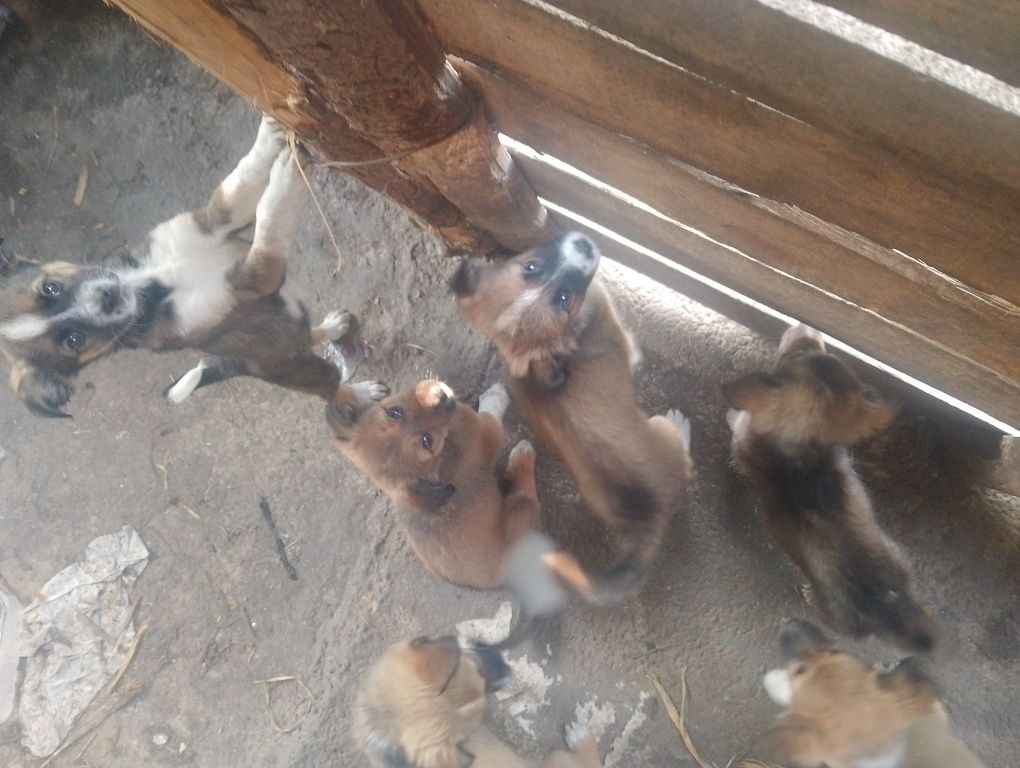 Dau la adopție 6 câini mici și jucăuși