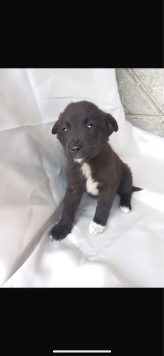 Dau spre adoptie 5 cateluse superbe