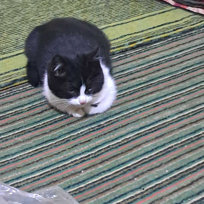 Отдается в добрые руки