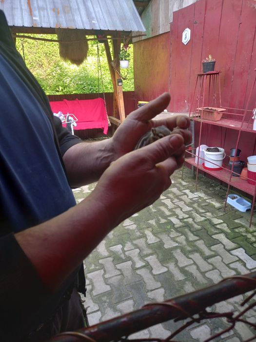 Rațe mandarine caroline