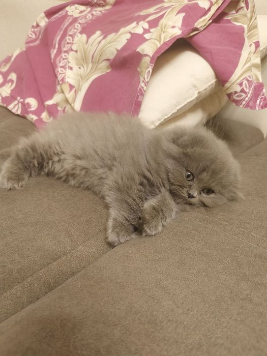 Хайленд фолд девочки шиншиллы