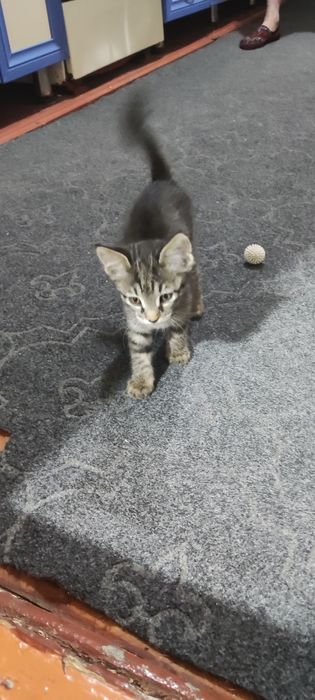 Отдам даром в хорошие руки котенка