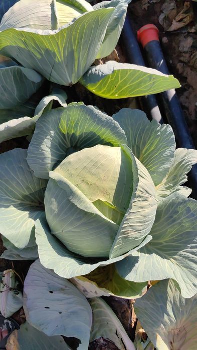 Varza Romaneasca Victoria cu foaia subțire special pentru sarmale.