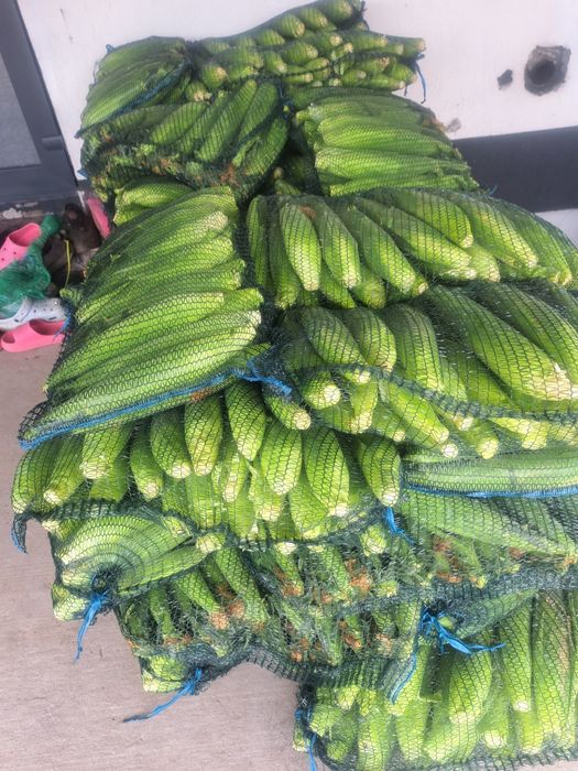 Porumb zaharat soi Messenger