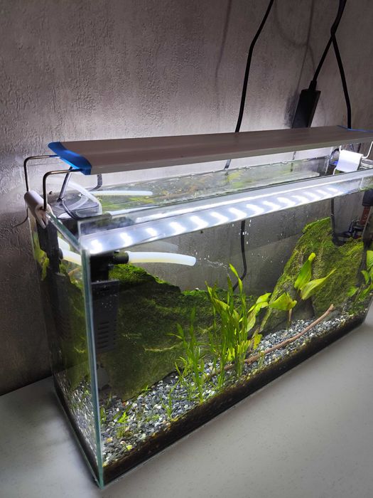 Аквариум 50×30×15 — полностью запущенный, со стабильной экосистемой