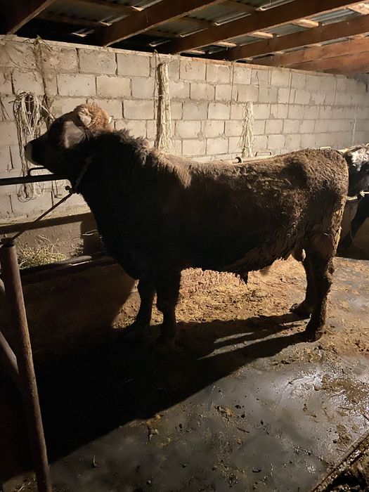 Продам быка стоит на откорме